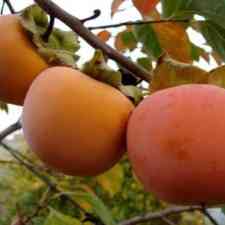 Продам саджанці хурми Сквира