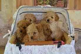 Цуценята той-пуделя шукають гарний дім. Киев