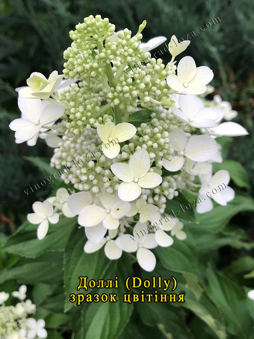 Гортензія волотиста Доллі /Dolly. 3,5 р. 5 л. Харків Харків - зображення 2