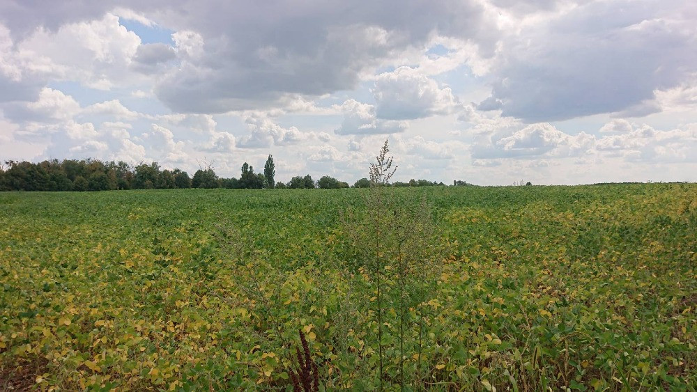 Продається земельна ділянка в мальовничому селі Пилипа! Белая Церковь - изображение 6