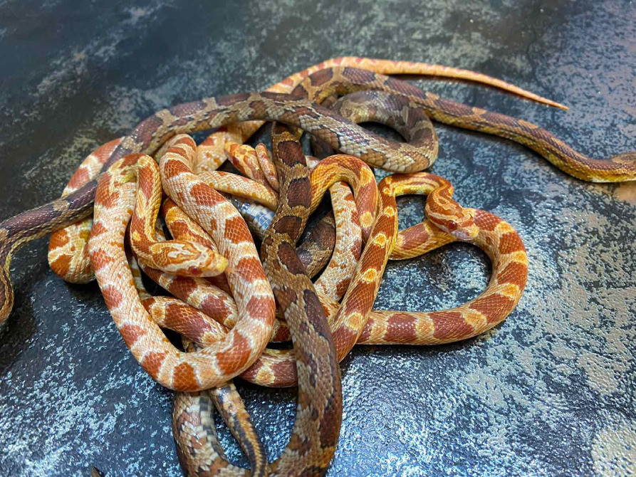 Маїсовий полоз. Кукурудзяна змія Киев - изображение 3