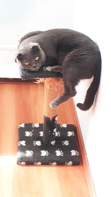 Отель для котов- перетримка котів у Києві зооготель зоогостиница Киев - изображение 9