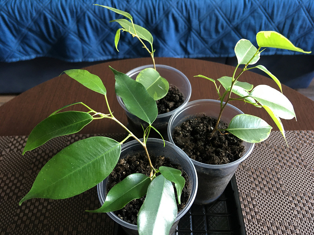 Черенки (ростки) фікуса Бенджаміна Харків - зображення 8