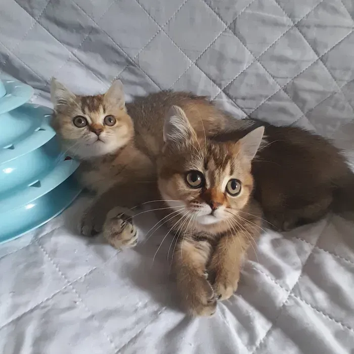 Вінниця.Продаються чарівні кошенята скоттиш-страйт від породистих батьків Вінниця - зображення 1