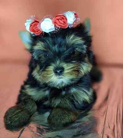 Щенки йоркширского терьера от великолепных родителей !!! Одесса