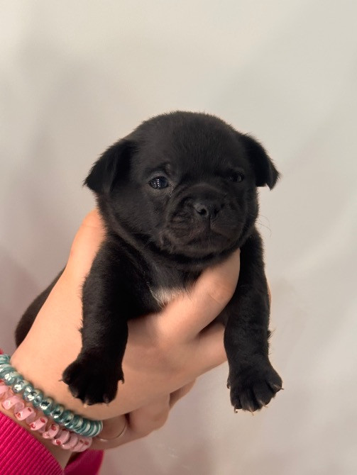 Чихуахуа Каменец-Подольский - изображение 10