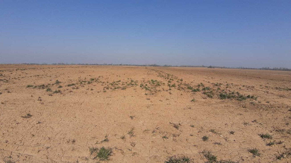 продажа земля сельскохозяйственного назначения Бориспольский, Вороньков, 304000 грн.  - зображення 1