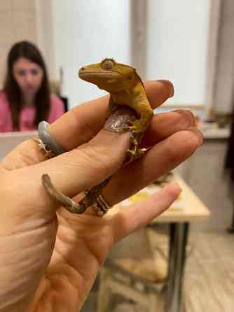 Війчастий гекон бананоїд Киев