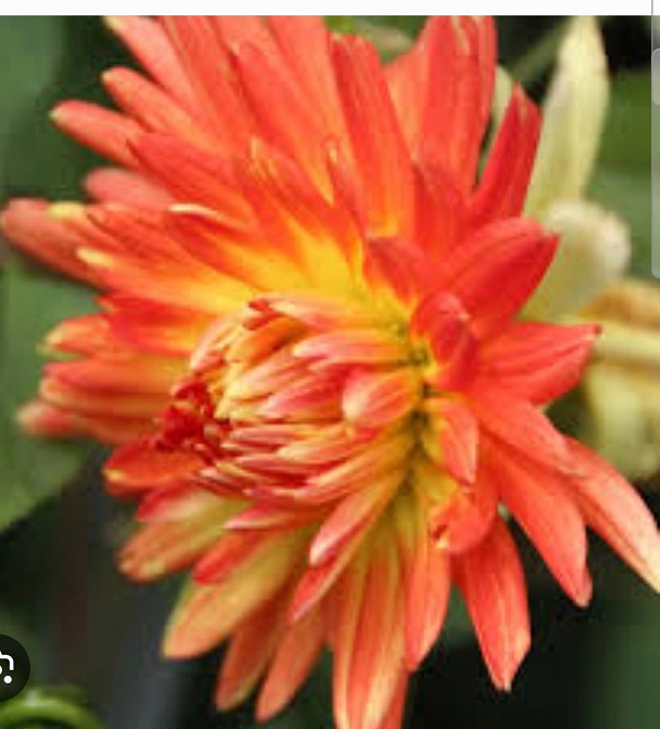 Продам квiти клубнi cортових георгин Чернігів - зображення 2