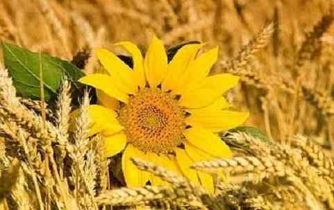 Постійно купуємо зерновідходи, некондицію. Оплата на ваговій Суми