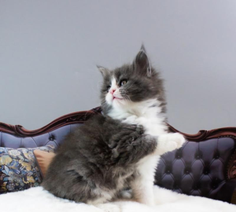 Мейн-кун кошенята від розплідника Kust Kalyny Винница - изображение 5