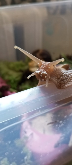 Равлик і Павлик Ахатини Фуліки шукають друзів Киев - изображение 7