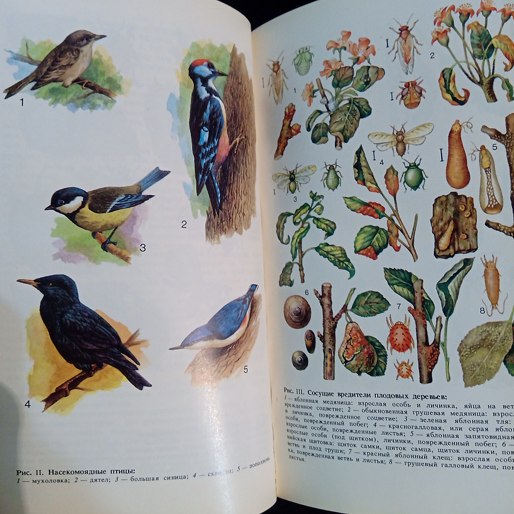 Сад без химии. Защита растений от вредителей. Львов - изображение 2