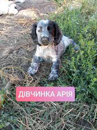 Цуценята спаніеля мисливського Хмельницький