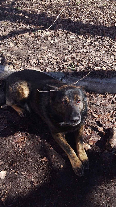 Продам дорослу німецьку вівчарку Киев - изображение 9