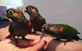 Пиррура желтобрюхий. Птенцы - выкормыши Киев