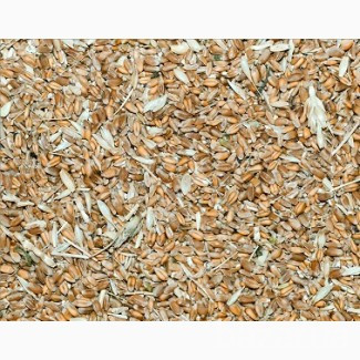 Куплю зерновідходи Зернові, олійні, бобові Сумы - изображение 1