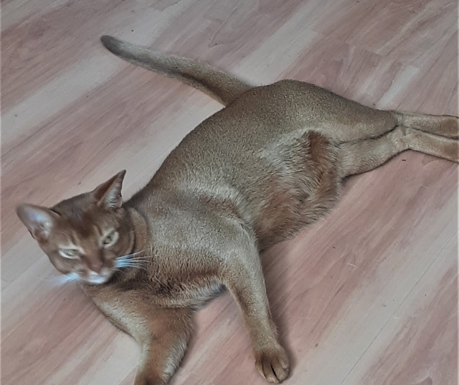 Отель для котов- перетримка котів у Києві зооготель зоогостиница Киев - изображение 7