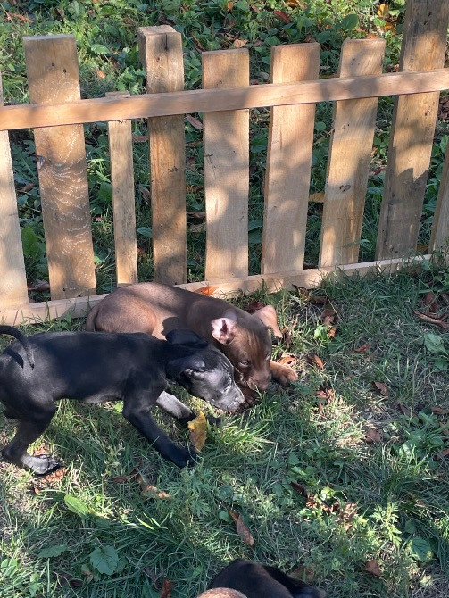 Продаю цуценят пітбуля(вже вакциновані та чіповані) Борисполь - изображение 8