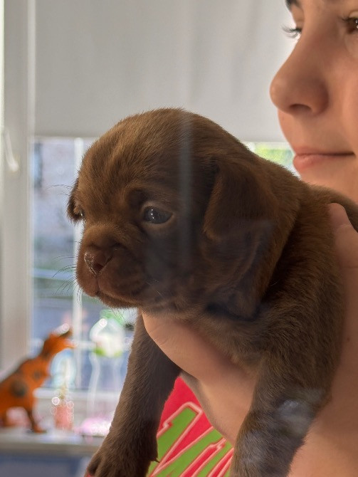 Чихуахуа Каменец-Подольский - изображение 8