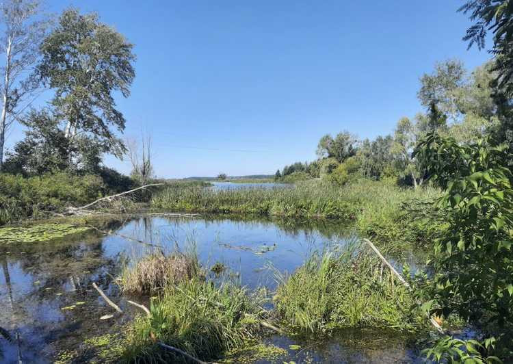 продажа земля сельскохозяйственного назначения Бориспольский, Вороньков, 168330 грн.  - зображення 2