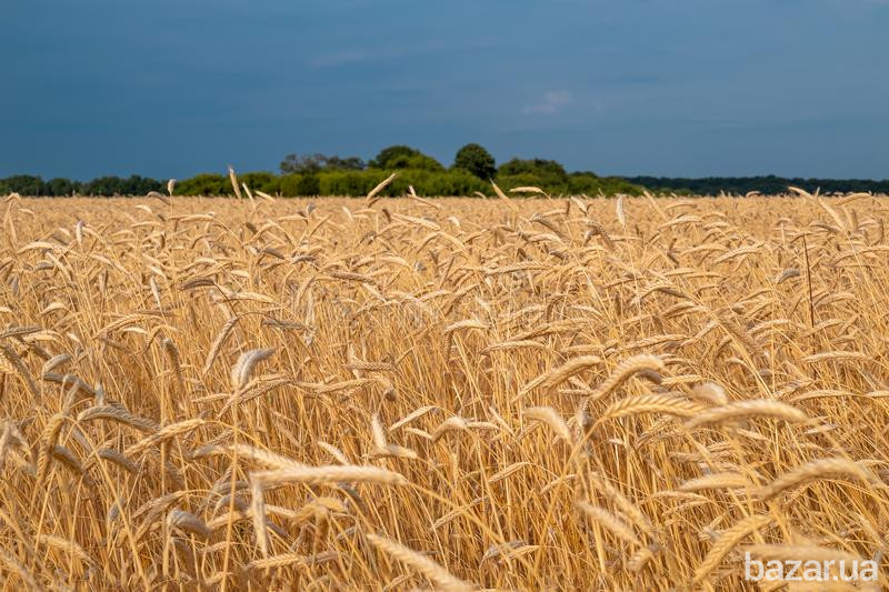 Закупівля зерновідходів! Працюємо з посередниками. Полтава - изображение 1