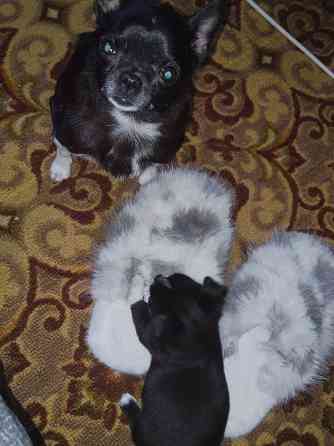 Продам хлопчика чихуахуа Ровно