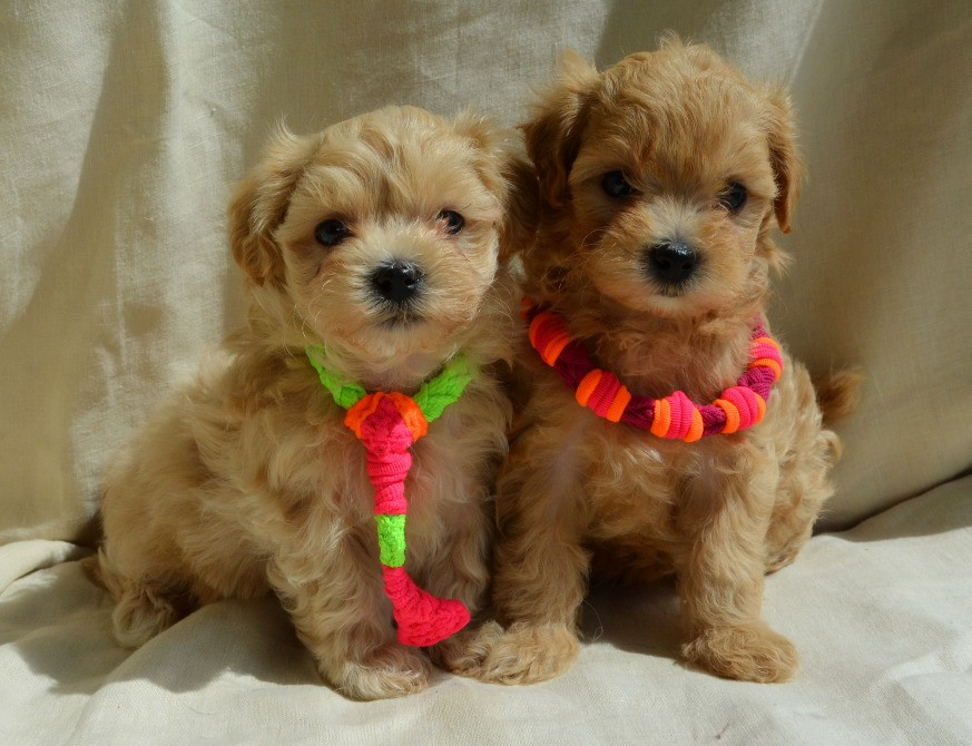 #МальтіпуF1#MaltipooF1#цуценята1,5міс#puppies Киев - изображение 2