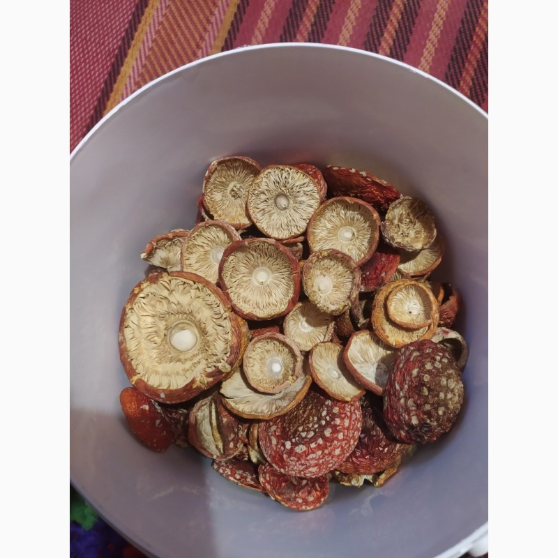 Мухомор червоний, сушений 1 сорт, закриті шляпки Овруч - изображение 1