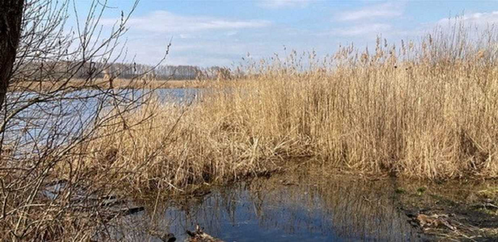 продажа земля сельскохозяйственного назначения Бориспольский, Головуров, 167300 грн.  - изображение 3