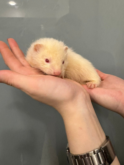 Декоративний тхір Київ - зображення 1