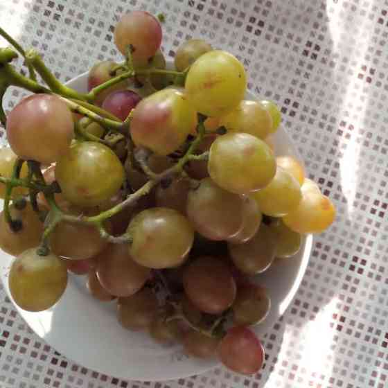 Саджанці винограду Миронівка