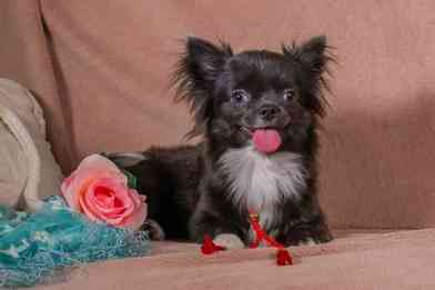 Цуценя чихуахуа- блакитна дівчинка, 6 міс. Документи КСУ Киев