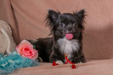 Цуценя чихуахуа- блакитна дівчинка, 6 міс. Документи КСУ Київ - зображення 2