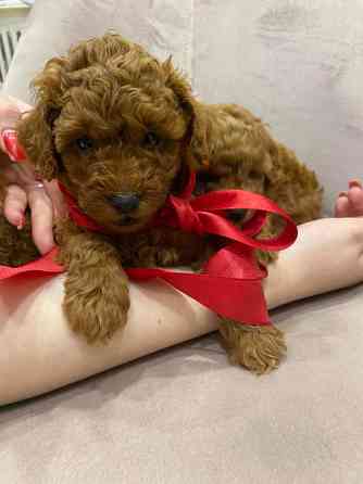 Той пудель шоколадный мерле Київ