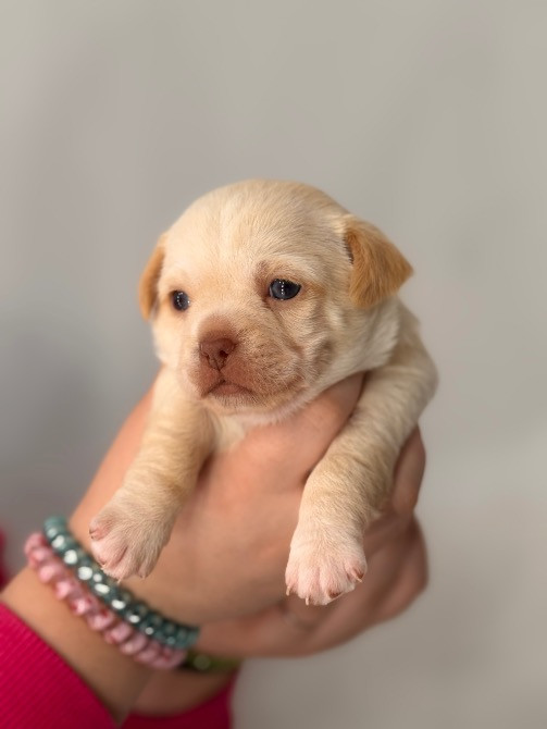 Чихуахуа Каменец-Подольский - изображение 3