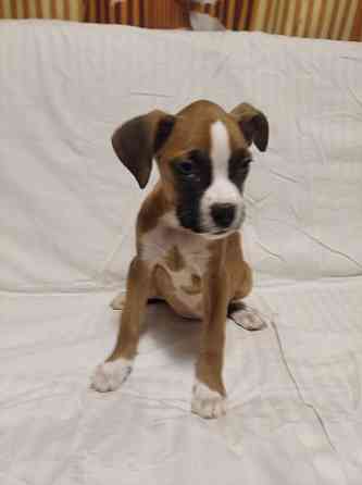 Цуценята боксера 20.10.2025 Киев