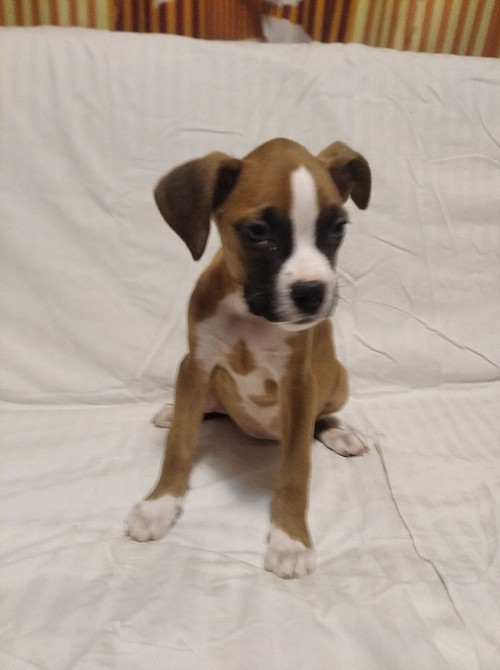 Цуценята боксера 20.10.2025 Киев - изображение 5