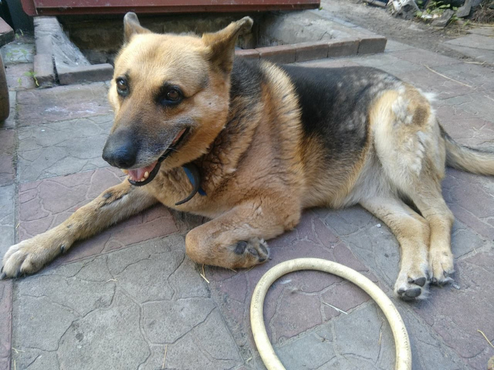 Койко-место для парня ул.Бобринецкая Быковня Киев - изображение 11