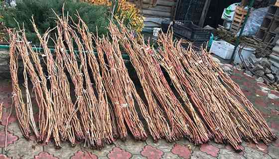 Живці (черенки) винограду для щеплень та пророщення Харків