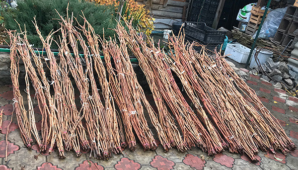 Живці (черенки) винограду для щеплень та пророщення Харків - зображення 1