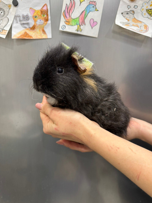 Малюки морські свинки Київ - зображення 4