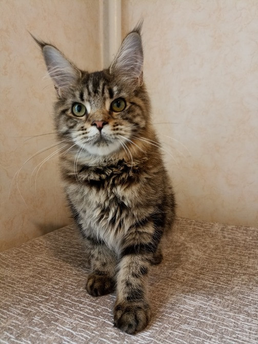 Мейн Кун девочка Дніпро - зображення 1