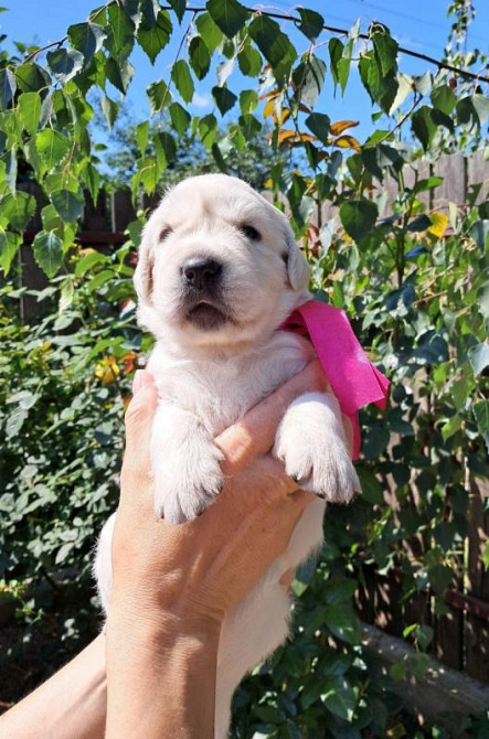 Золотистого ретрівера цуценята Ot Bahur Київ - зображення 2