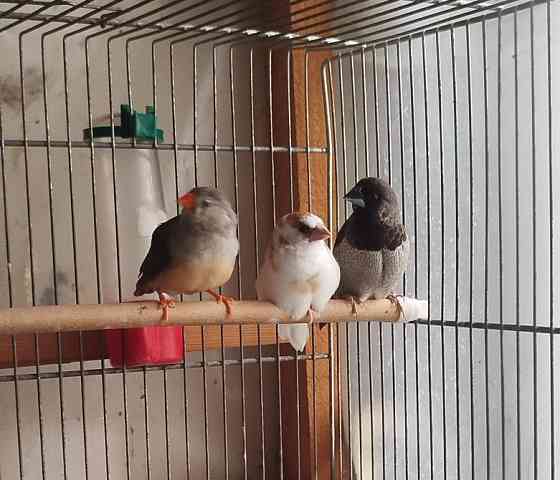 Зебровая амадина Київ