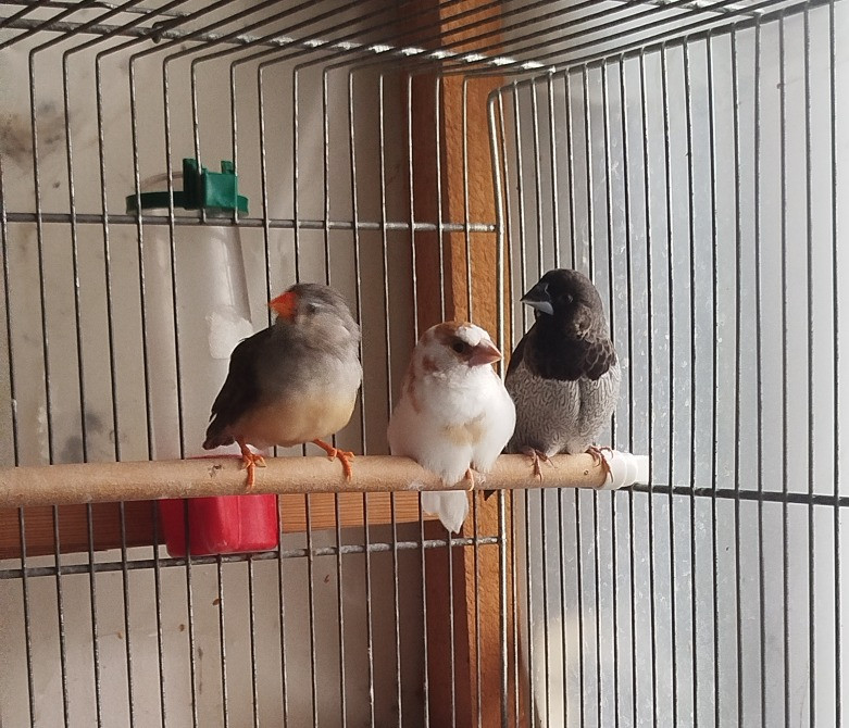 Зебровая амадина Київ - зображення 2