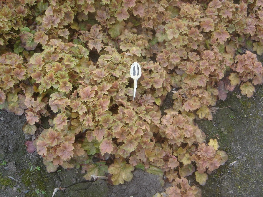 продам гейхеру Киев - изображение 1