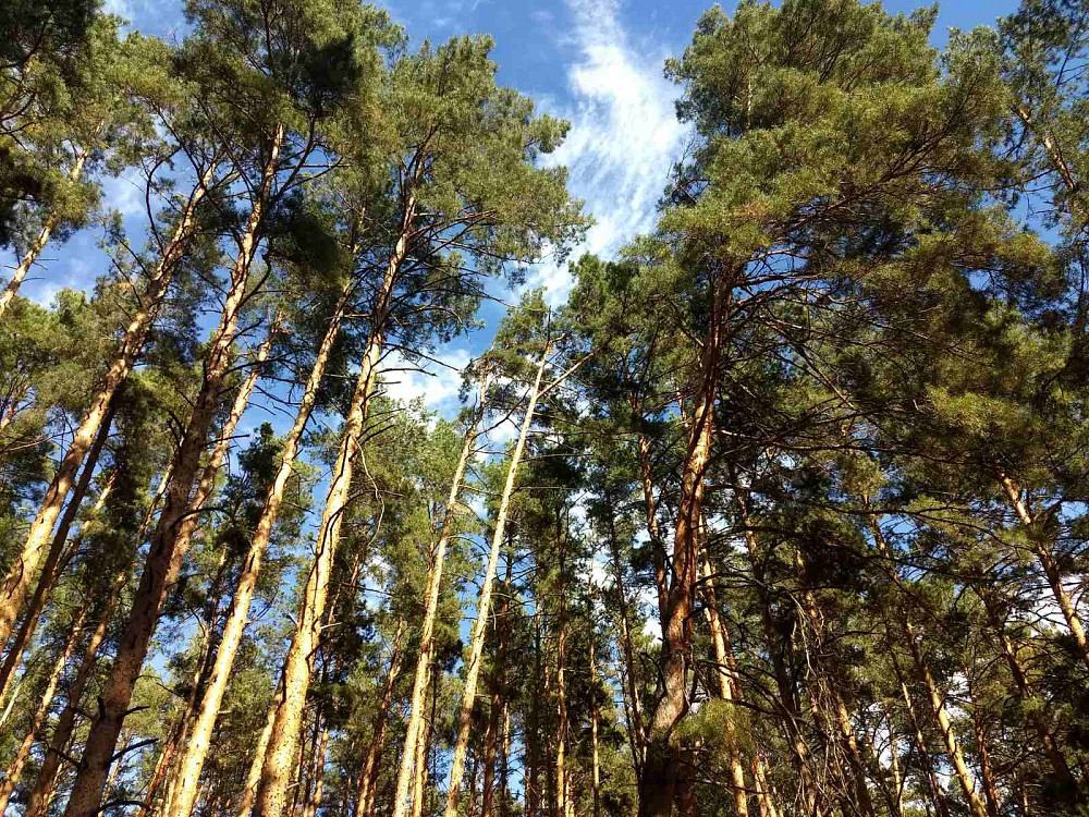 Земельна ділянка площею 0,5000 га в с. Дернівка Барышевка - изображение 11