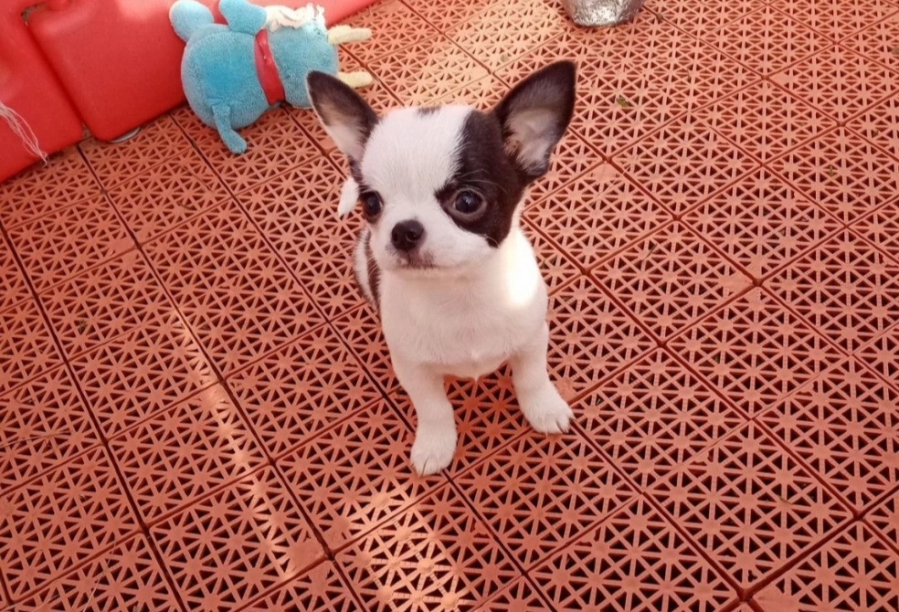 Чихуахуа мини щенки Київ - зображення 5