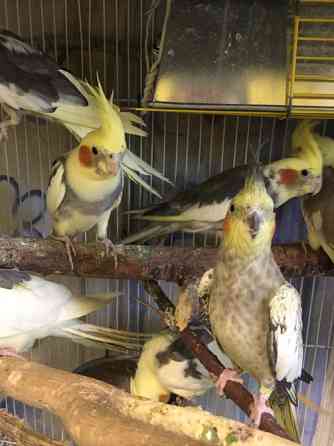 Корела - бюджетна пропозиція Киев